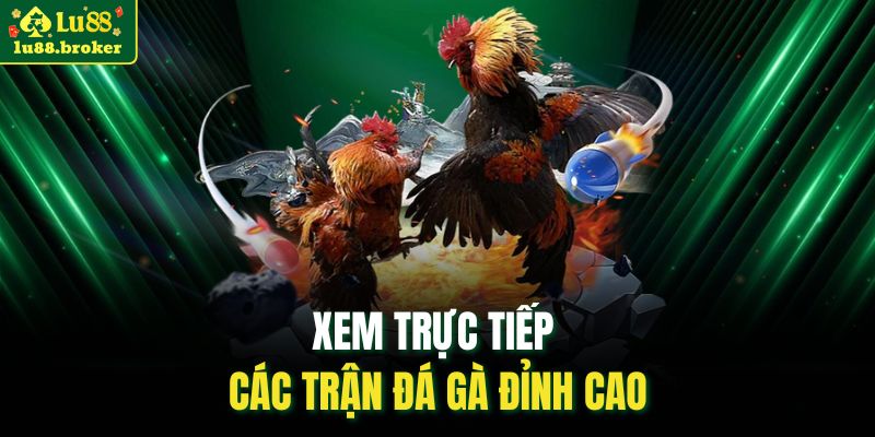 Xem trực tiếp các trận đá gà đỉnh cao